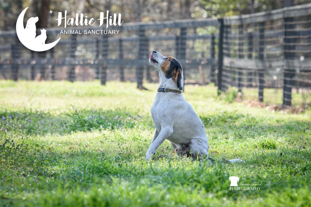 Bubba, an adoptable Hound in Hollywood, SC, 29449 | Photo Image 3