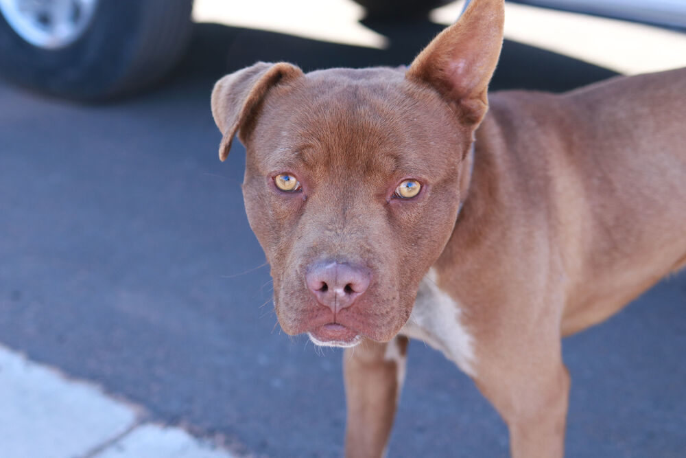 Silas, an adoptable Pit Bull Terrier in Page, AZ, 86040 | Photo Image 2