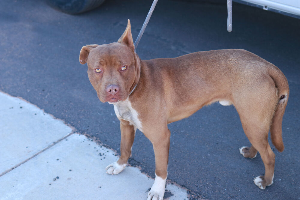 Silas, an adoptable Pit Bull Terrier in Page, AZ, 86040 | Photo Image 3