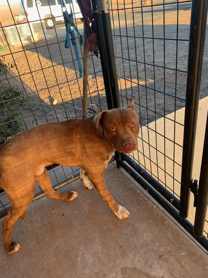 Silas, an adoptable Pit Bull Terrier in Page, AZ, 86040 | Photo Image 4