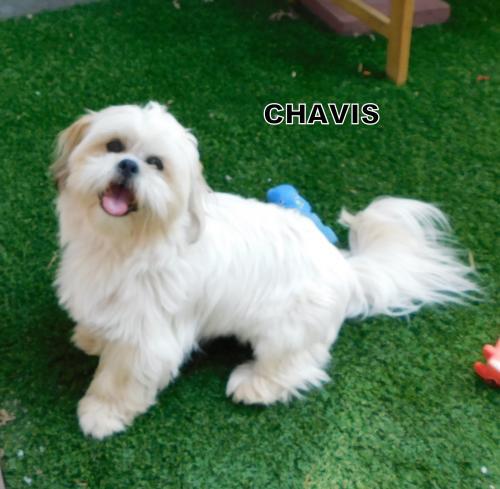 Chavis (Ritzy)