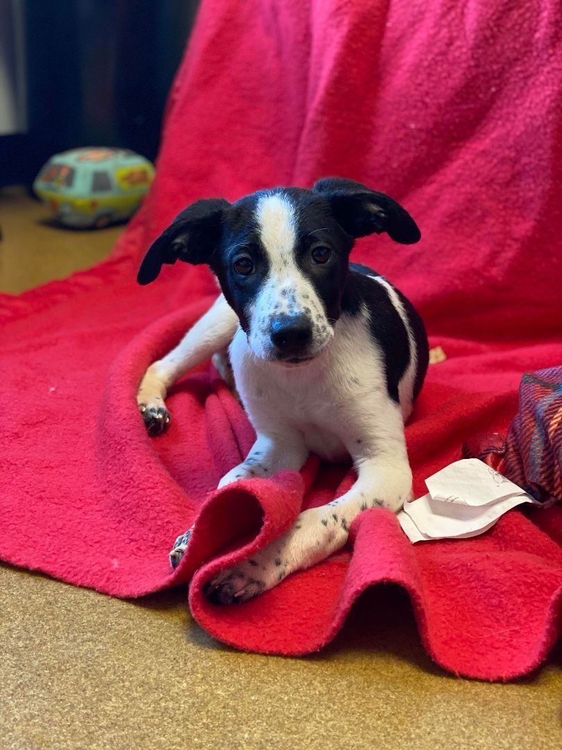 Milo Chalupa, an adoptable Labrador Retriever, Australian Cattle Dog / Blue Heeler in Maryville, MO, 64468 | Photo Image 2