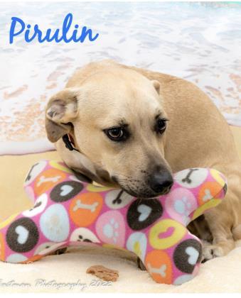 Pirulin