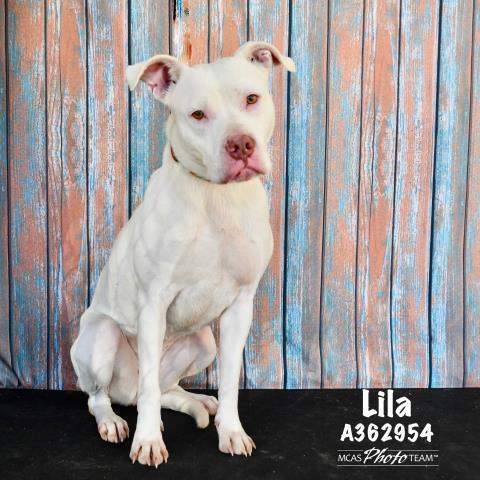 LILA