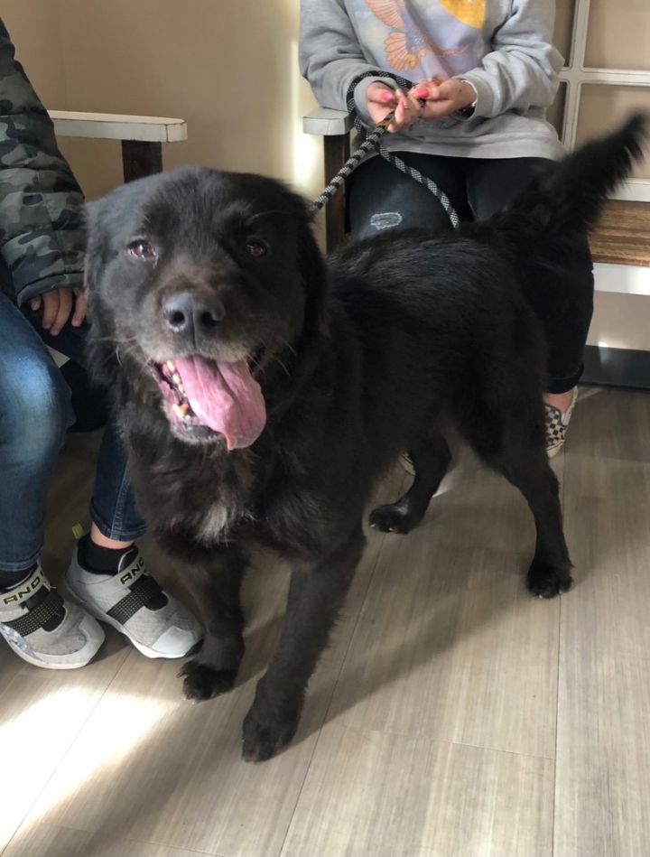 Labrador chow store chow mix puppy