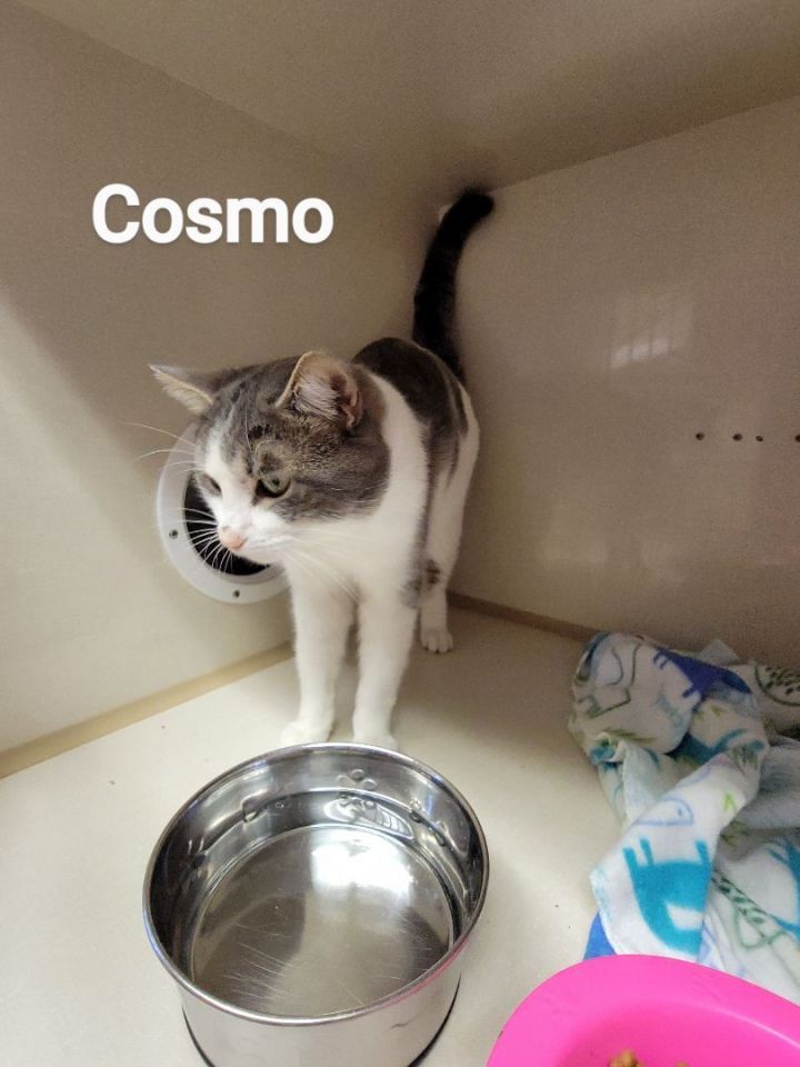 Cosmos 2