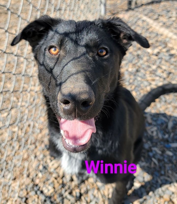 Winnie, an adoptable Labrador Retriever & Border Collie Mix in Madras, OR_image-2