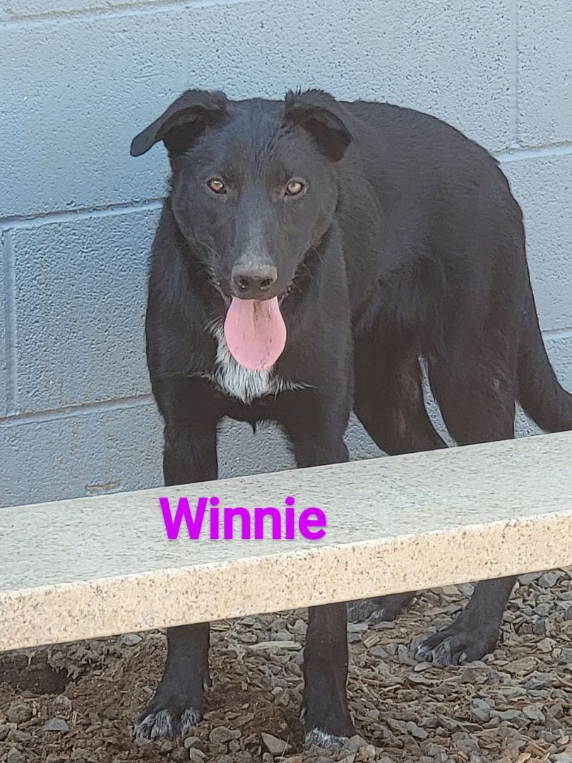 Winnie, an adoptable Labrador Retriever, Border Collie in Madras, OR, 97741 | Photo Image 5