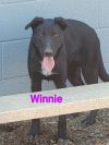 Winnie