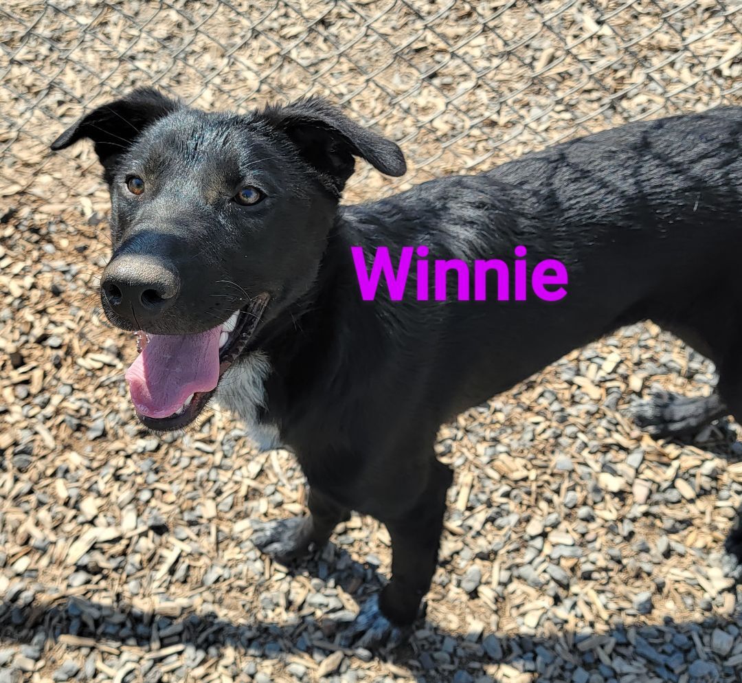 Winnie, an adoptable Labrador Retriever, Border Collie in Madras, OR, 97741 | Photo Image 6