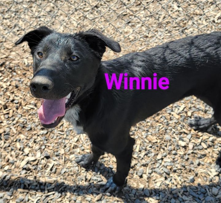 Winnie, an adoptable Labrador Retriever & Border Collie Mix in Madras, OR_image-6