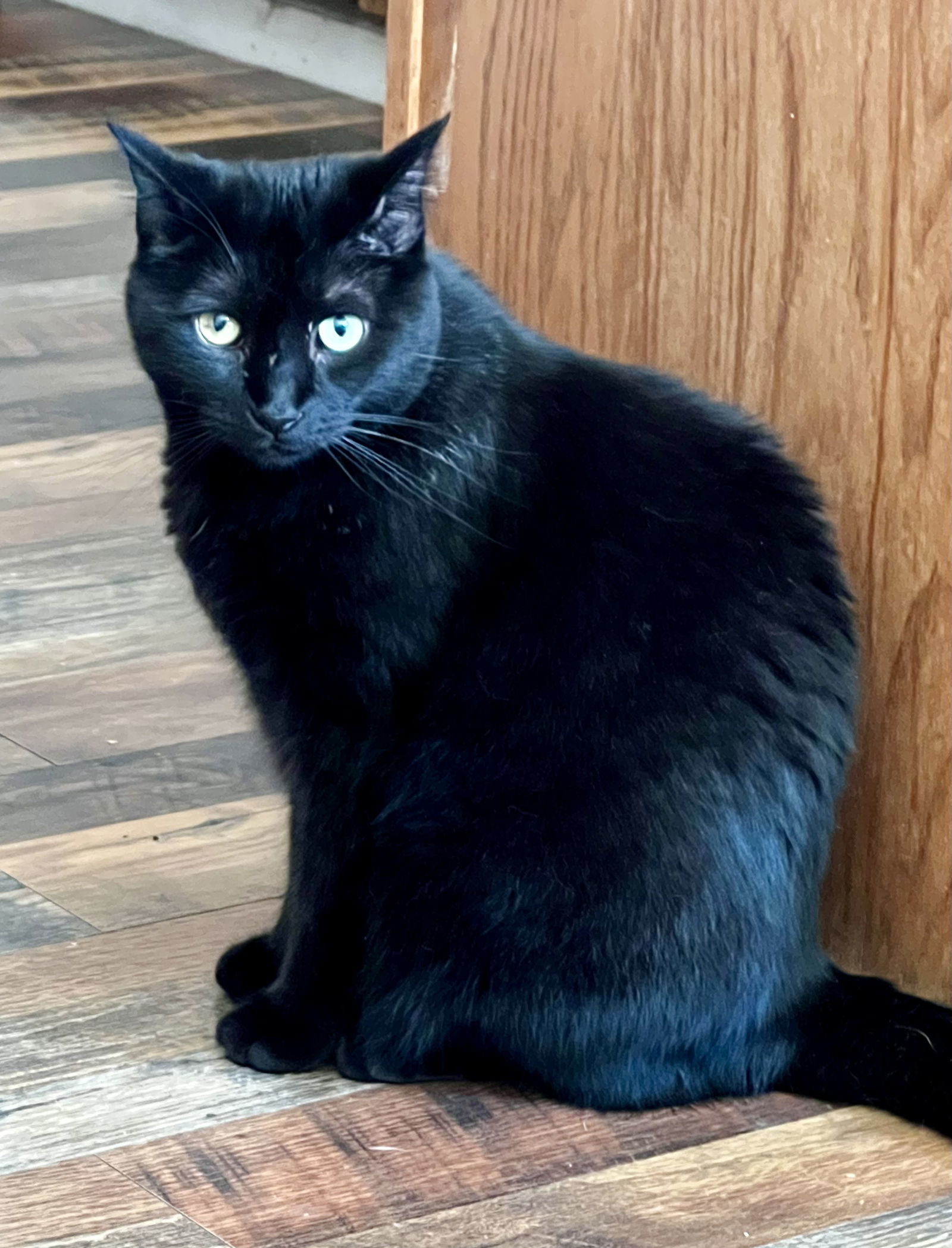 Flap Jack (In Foster), an adoptable Domestic Short Hair in Sanford, NC, 27330 | Photo Image 1