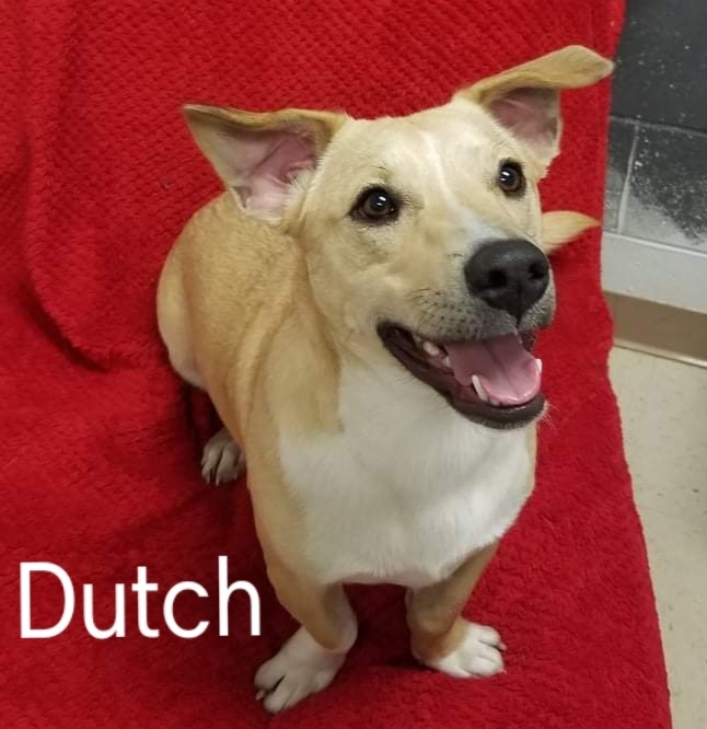 Dutch