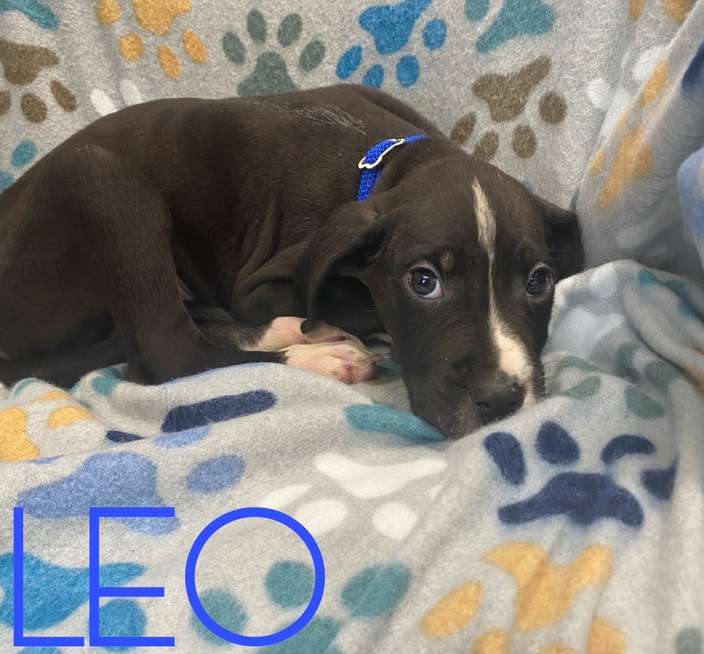 Leo