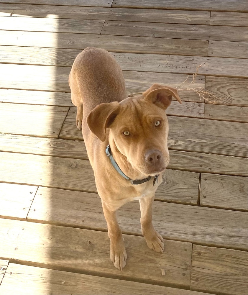 Mama Libby Pup - Chunkster (Cooper)(NEUTERED)