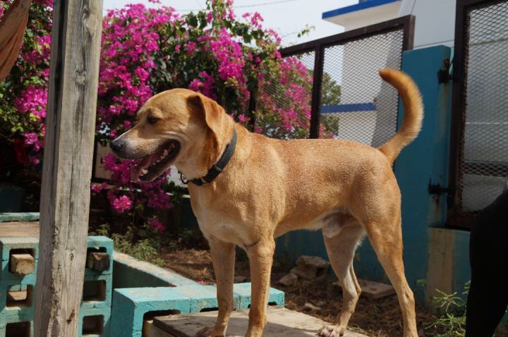 Chan, an adoptable Labrador Retriever Mix in Loiza, PR_image-4