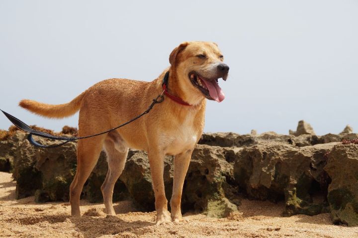 Chan, an adoptable Labrador Retriever Mix in Loiza, PR_image-4