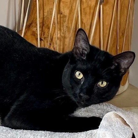Yoda (and Whitefoot), an adoptable Domestic Short Hair Mix in Santa Fe, NM_image-3