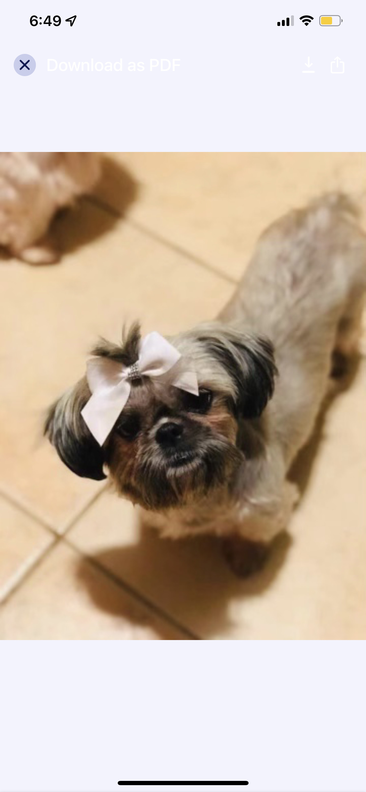 Lady Bow-Wow