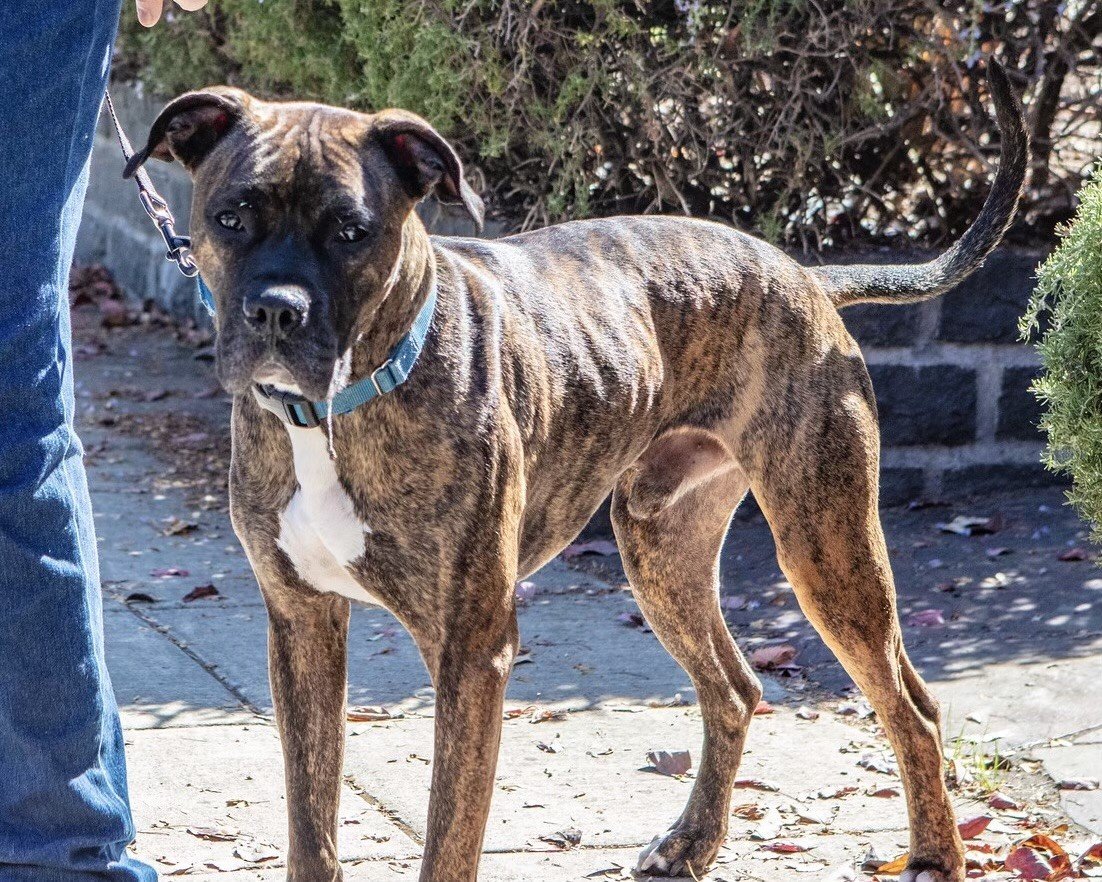 MILO, an adoptable Boxer, Pit Bull Terrier in napa, CA, 94559 | Photo Image 1