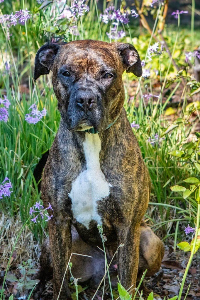 MILO, an adoptable Boxer, Pit Bull Terrier in napa, CA, 94559 | Photo Image 2
