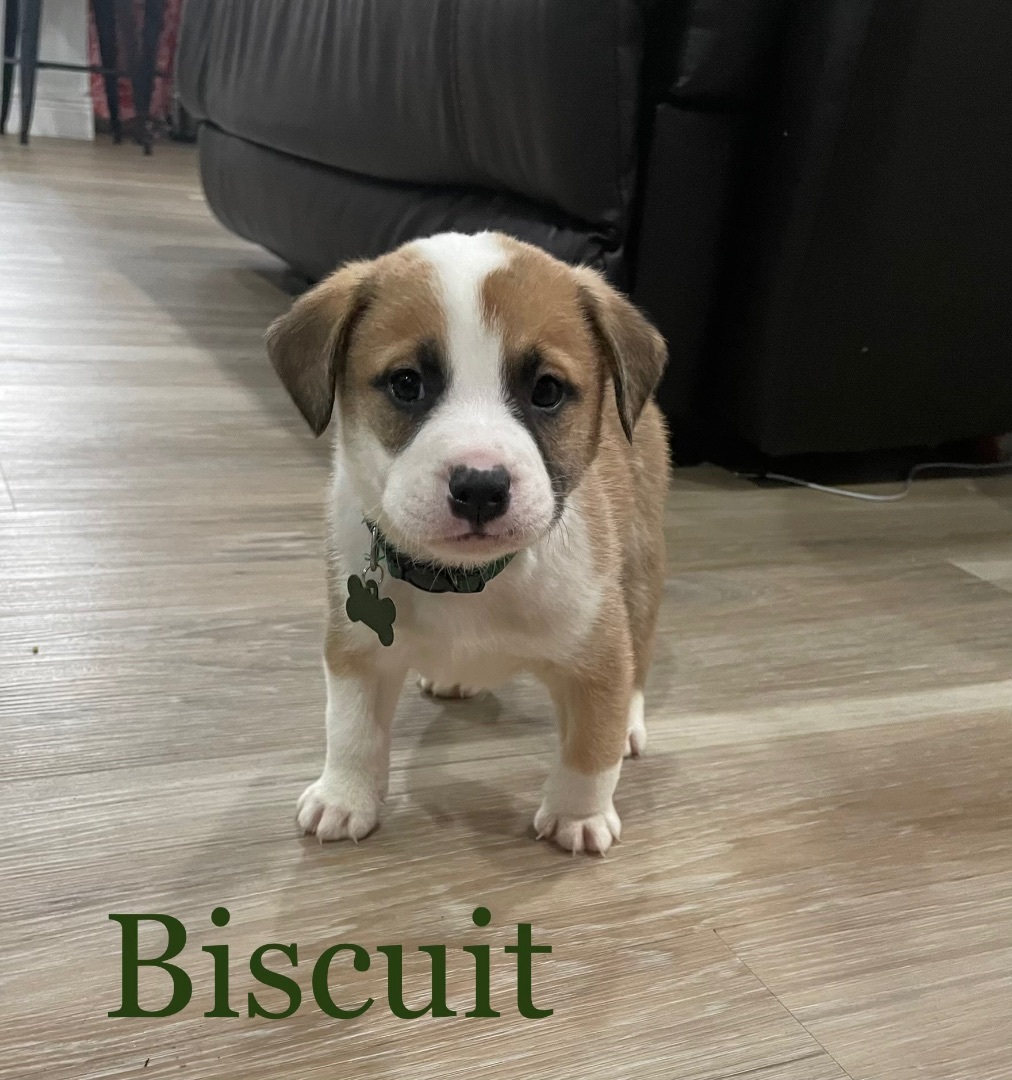 Biscuit