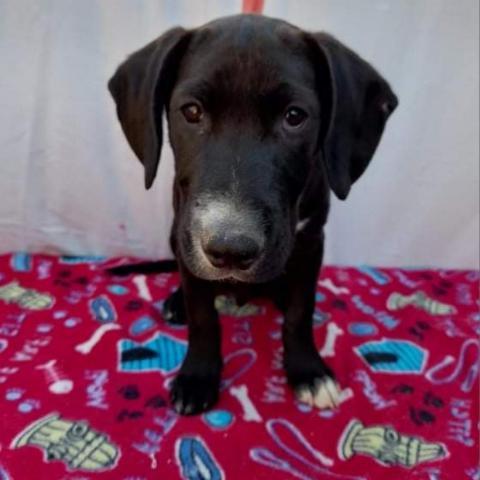 Rocky, an adoptable Black Labrador Retriever Mix in San Diego, CA_image-2
