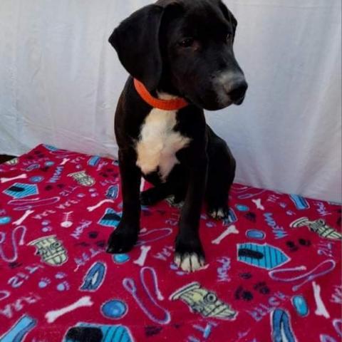 Rocky, an adoptable Black Labrador Retriever Mix in San Diego, CA_image-4
