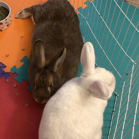 Snowball and Cody, an adoptable Florida White in Bowie, MD_image-2