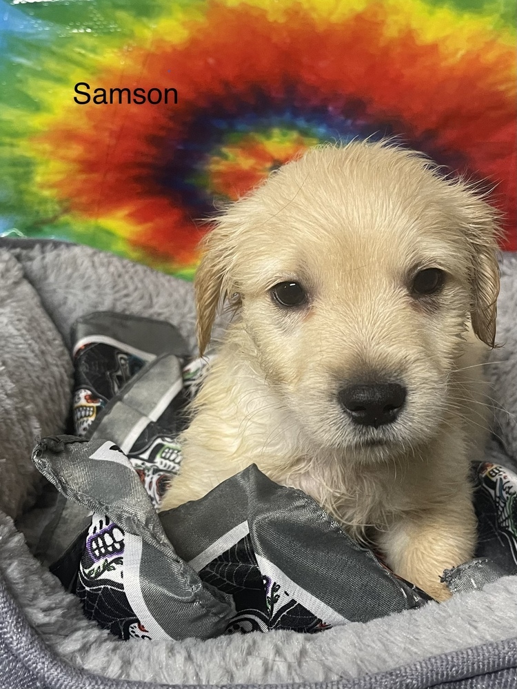 Samson