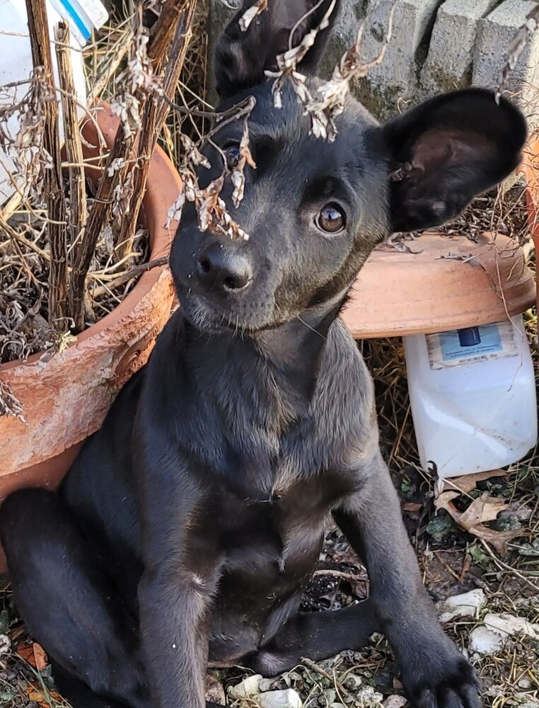 Pinky (Peanut's Litter)