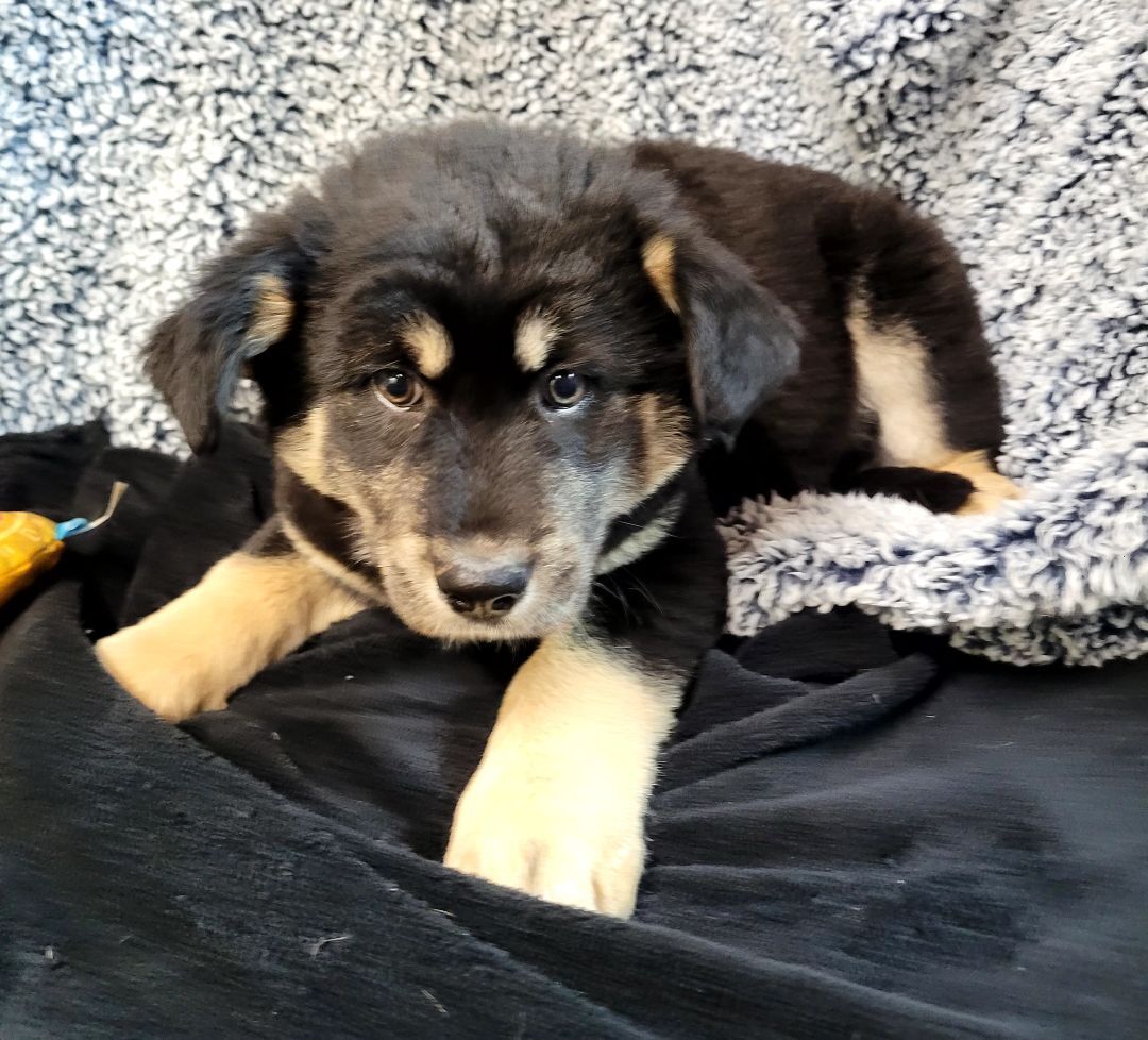 Litter of Lab/Shepherd Mix Puppies