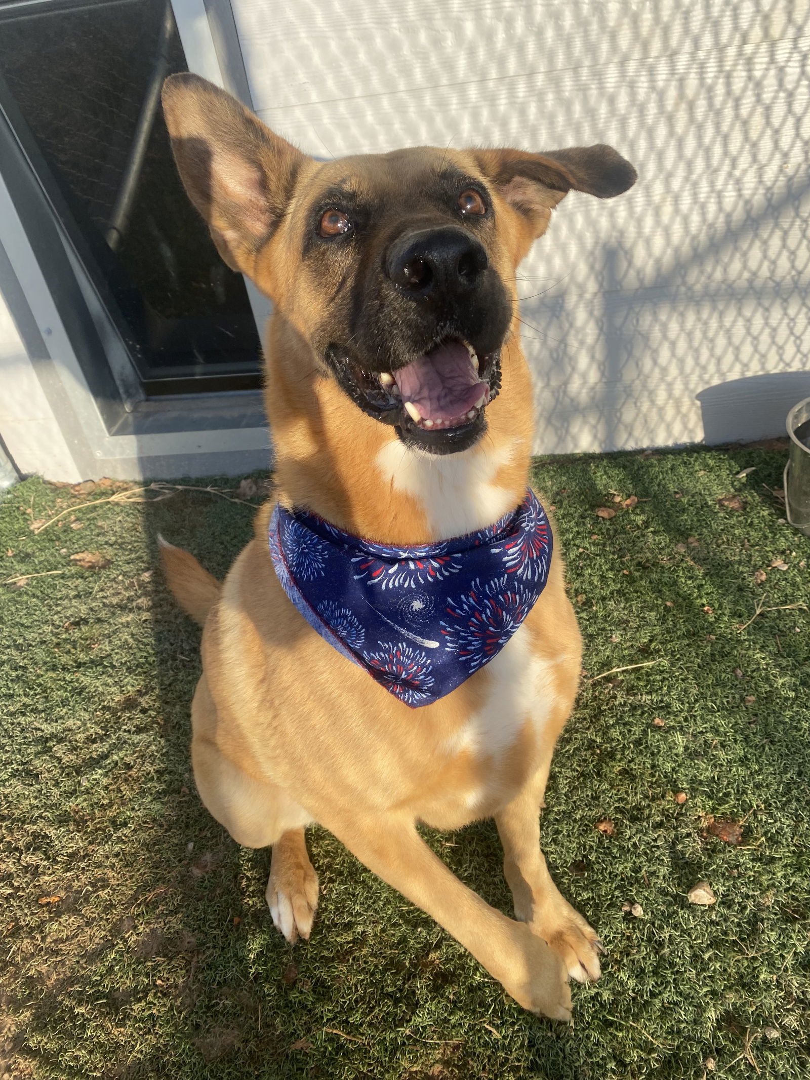 Ren, an adoptable Shepherd in Gun Barrel City, TX, 75147 | Photo Image 1