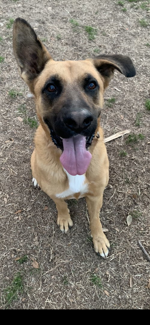 Ren, an adoptable Shepherd in Gun Barrel City, TX, 75147 | Photo Image 2