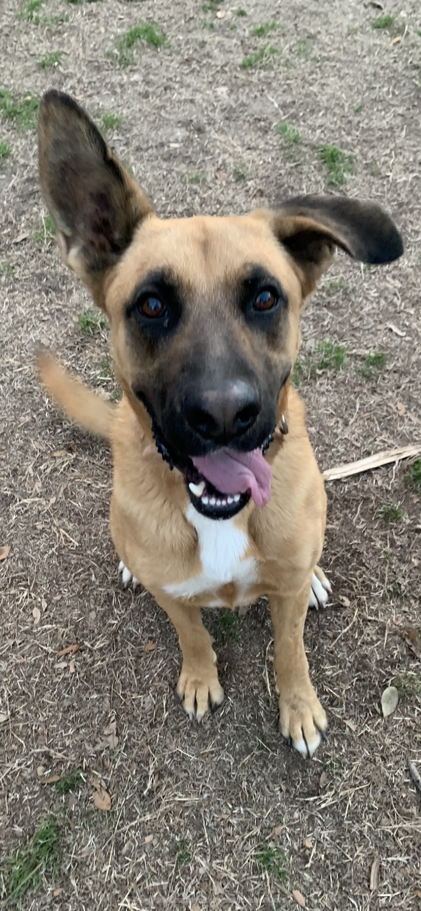 Ren, an adoptable Shepherd in Gun Barrel City, TX, 75147 | Photo Image 3