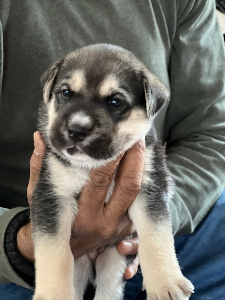 Boo Boo (Piper's Litter)