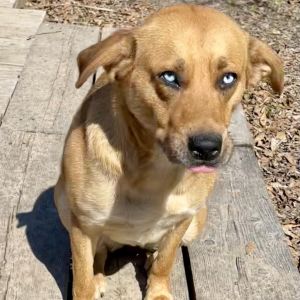 Atari, Adult Male Mixed Breed