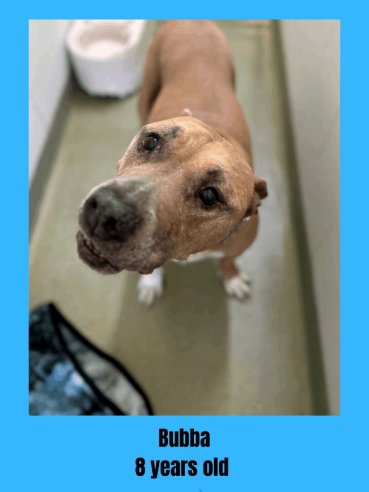 Dog for adoption Bubba, a Mixed Breed in Ravenna, OH Petfinder