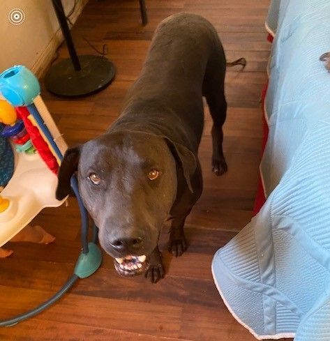 MOLLY, BEAR & DUKE - BONDED Farm animal friendly sweeties