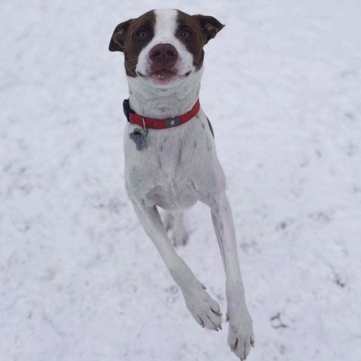 Chewy, an adopted Pointer & Whippet Mix in Oklahoma City, OK_image-1