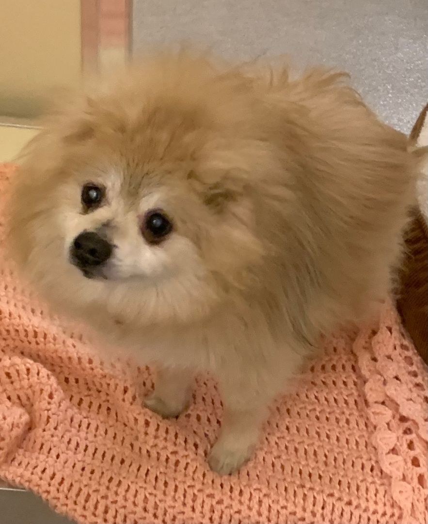 Fred - Resident Angel (Permanent Foster), an adoptable Pomeranian in Quentin, PA, 17083 | Photo Image 1