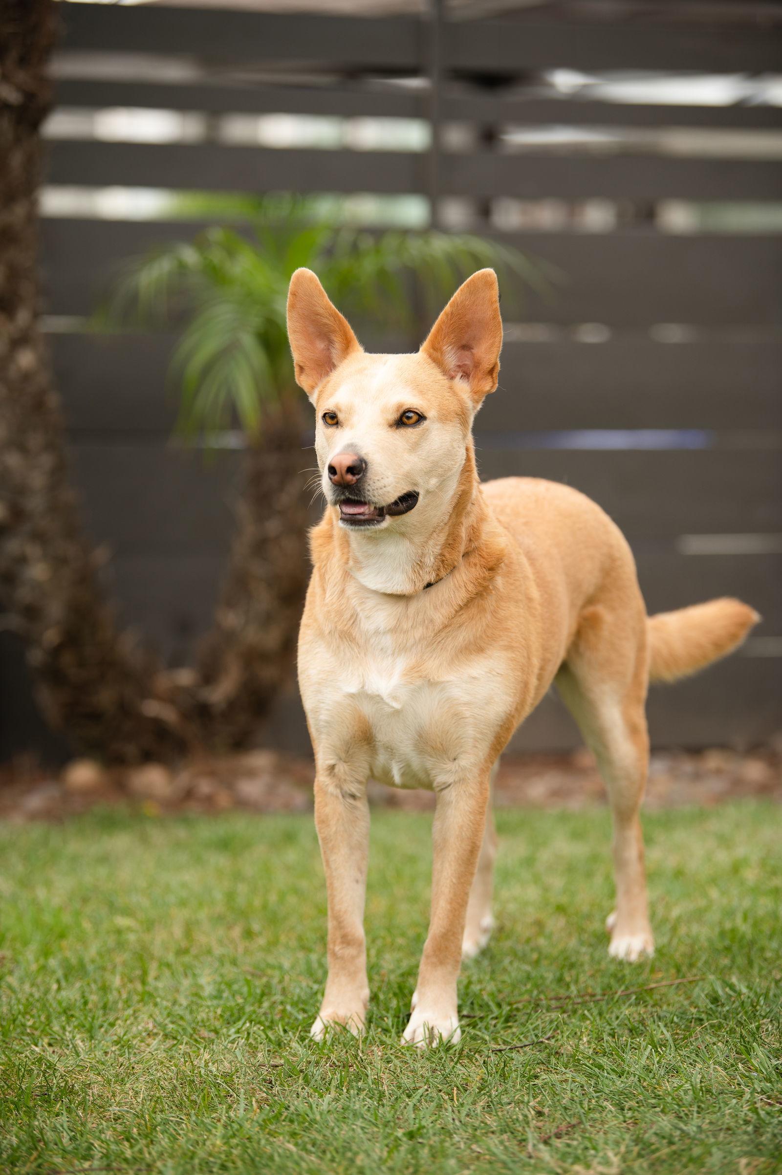 Montana, an adoptable Australian Cattle Dog / Blue Heeler, Australian Kelpie in San Diego, CA, 92115 | Photo Image 1