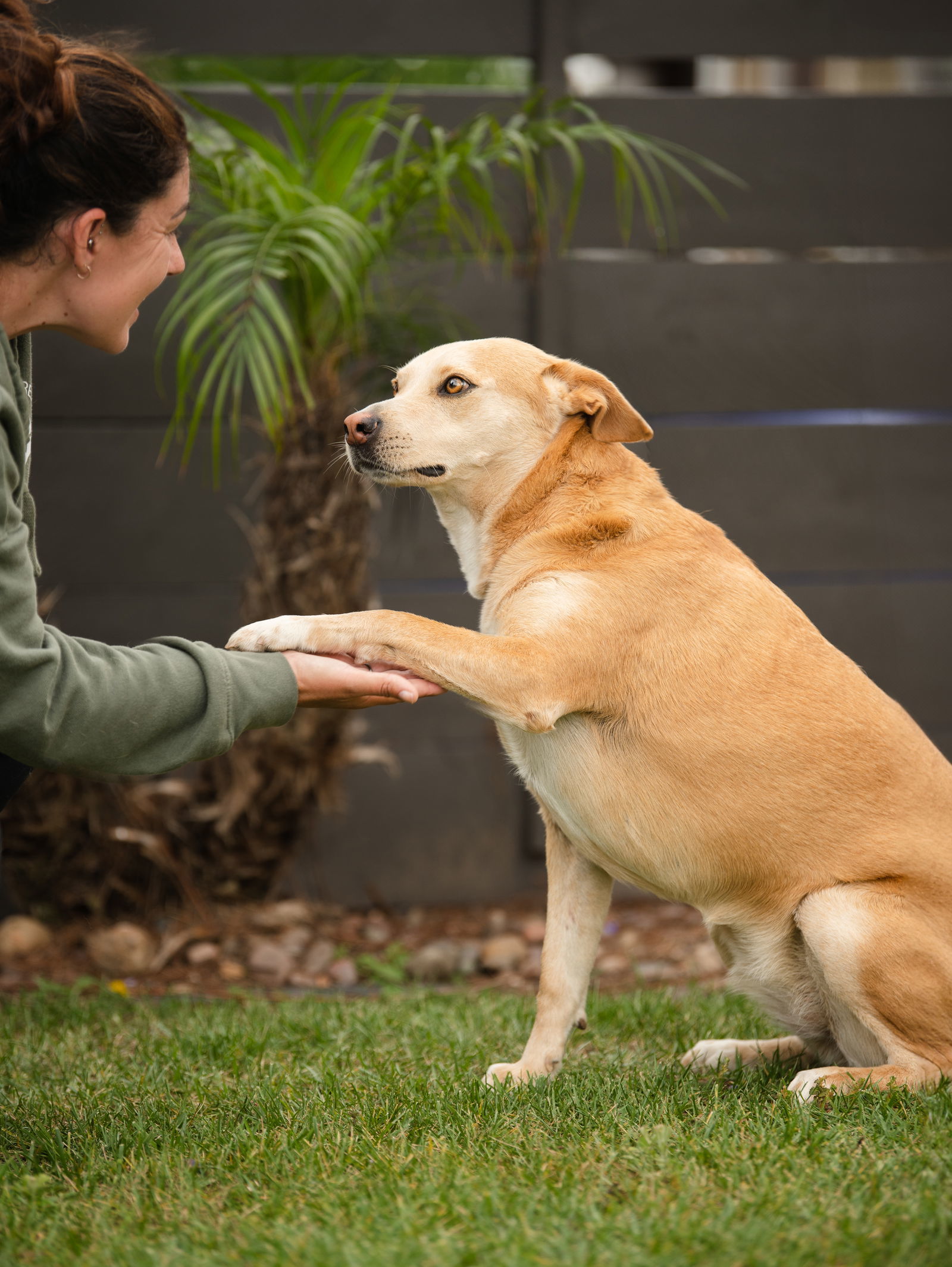 Montana, an adoptable Labrador Retriever, Australian Kelpie in San Diego, CA, 92115 | Photo Image 2