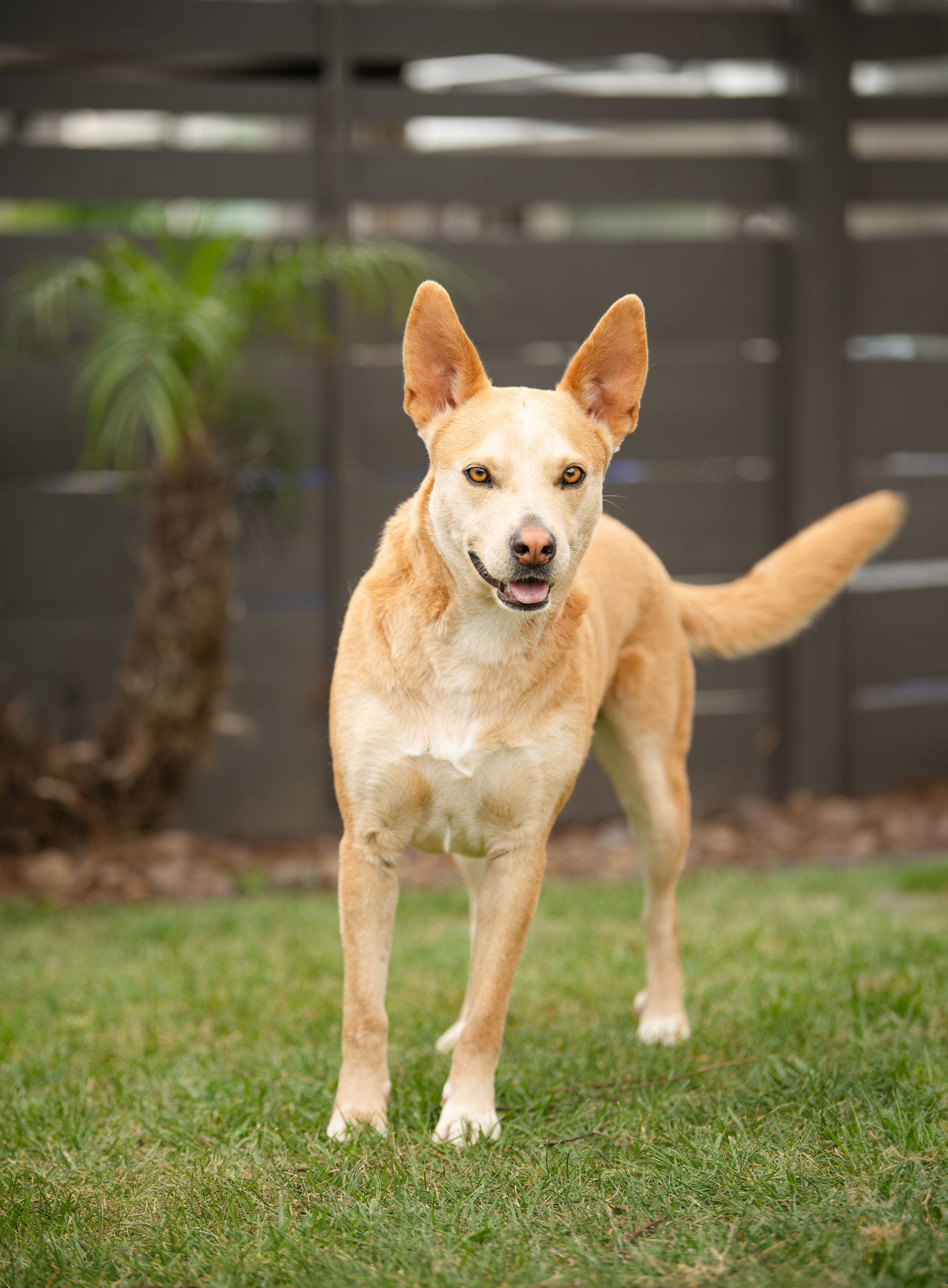 Montana, an adoptable Australian Cattle Dog / Blue Heeler, Australian Kelpie in San Diego, CA, 92115 | Photo Image 2