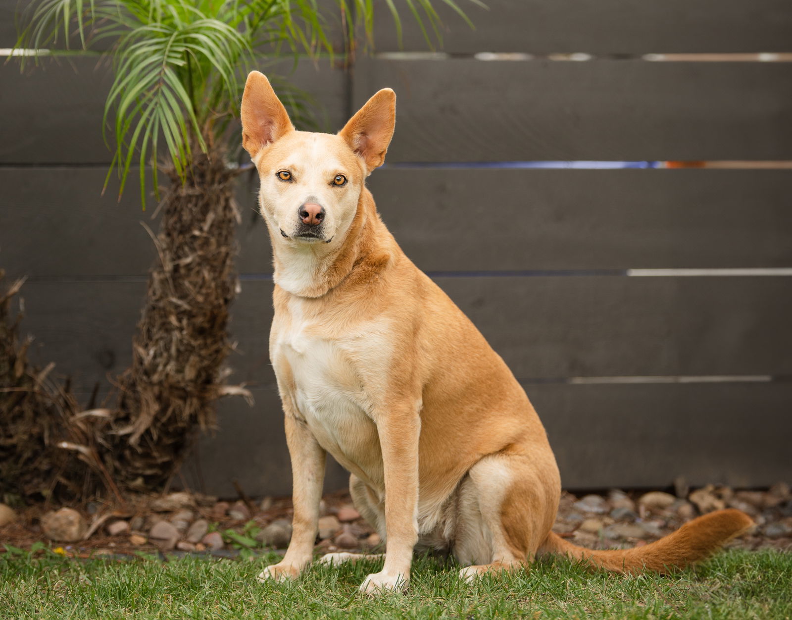 Montana, an adoptable Labrador Retriever, Australian Kelpie in San Diego, CA, 92115 | Photo Image 3