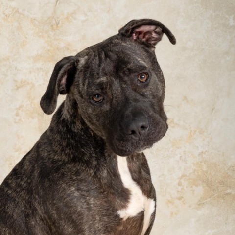 Jane Doe, an adoptable Pit Bull Terrier in Newport, TN, 37821 | Photo Image 1