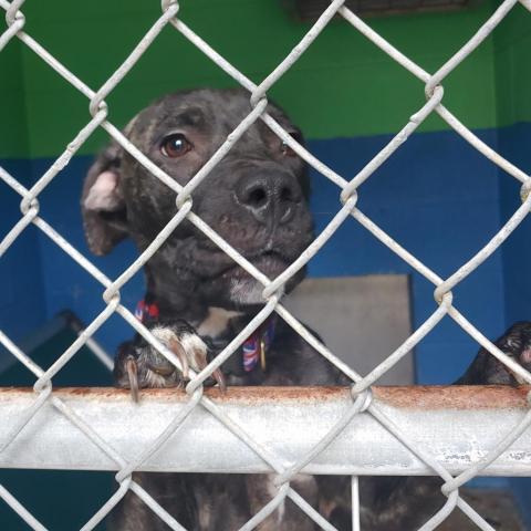 Jane Doe, an adoptable Boxer in Newport, TN, 37821 | Photo Image 3