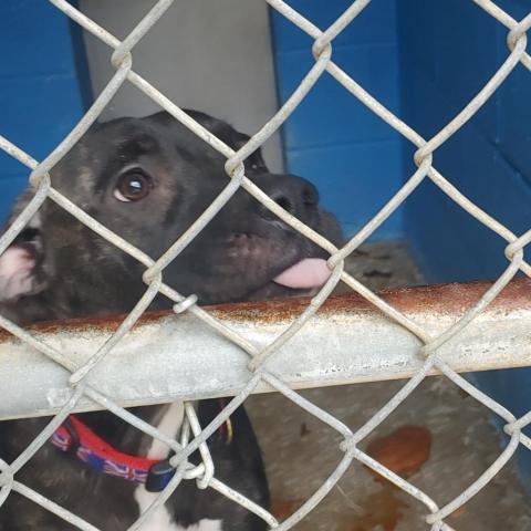 Jane Doe, an adoptable Boxer in Newport, TN, 37821 | Photo Image 4