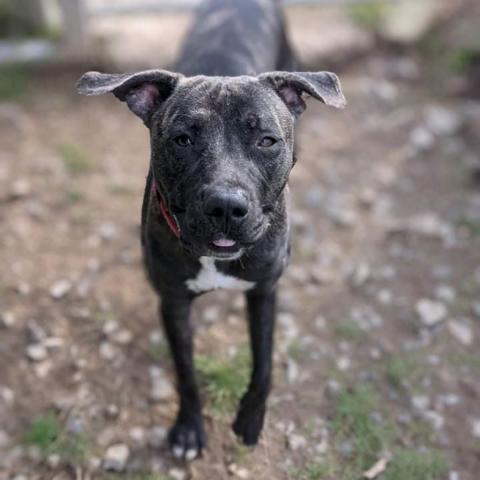 Jane Doe, an adoptable Boxer in Newport, TN, 37821 | Photo Image 5