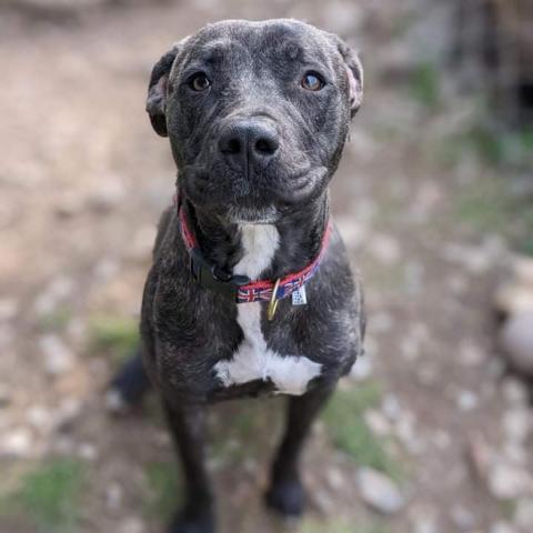Jane Doe, an adoptable Boxer in Newport, TN, 37821 | Photo Image 6